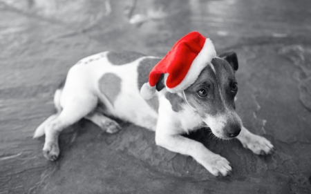 Waiting for Santa - puppy, hat, black, christmas, white, santa, dog, animal, cute