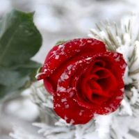 Red Rose In Snow