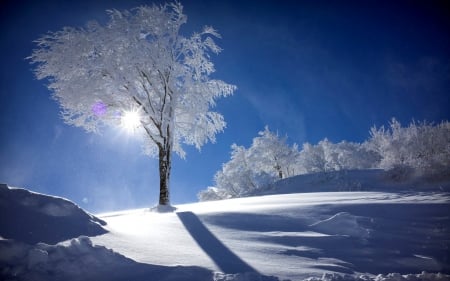 Winter - season, morning, ice, skyphoenixx1, sunshine, coldness, trees, sun, light, winter, nature, evening, frost, snow, sunrise