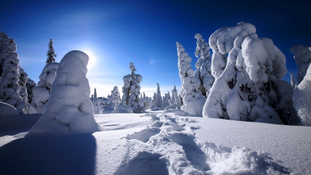 Winter Forest - season, morning, ice, skyphoenixx1, sunshine, coldness, trees, sun, fir trees, winter, nature, forest, woods, frost, snow