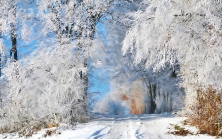 Frosty Morning - wonderful, road, white, amazing, cold, icy, landscape, way, winter, wallpaper, nature, forest, frost, blue, snow, scenery, fantastic