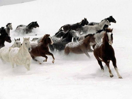 Wild Horses - landscape, animals, winter, nature, white, horses, free, cold, snow, black-white, fantastic