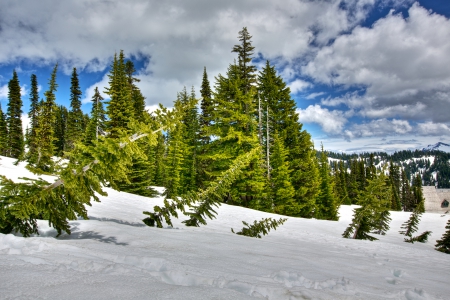 Winter - forest - winter, sky, forest, clouds