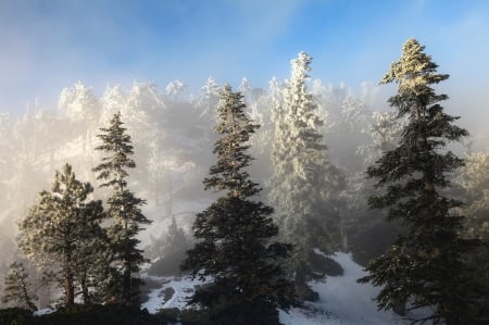 Winter - forest - Winter, clouds, forest, sky