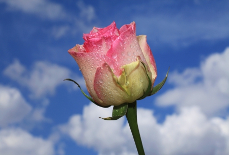 ♥ - clouds, water, drops, stem, petals, Bud, dew, rose, sky