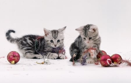 Playing Christmas Kittens - kittens, cats, Christmas, animals, playing