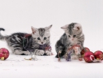 Playing Christmas Kittens