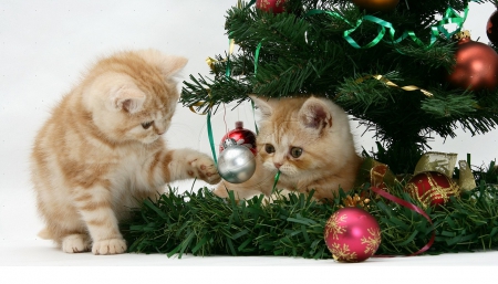 playing with a Christmas tree - Christmas tree, kittens, cats, animals, playing