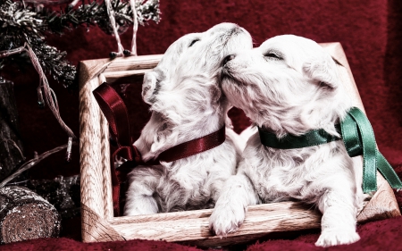 Puppies - frame, dog, sweet, christmas, white, animal, red, cute, puppy