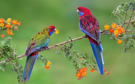 Parrots - red, flower, animal, cute, bird, parrot, flowers, parrots, blue, orange, branch, couple, birds, green