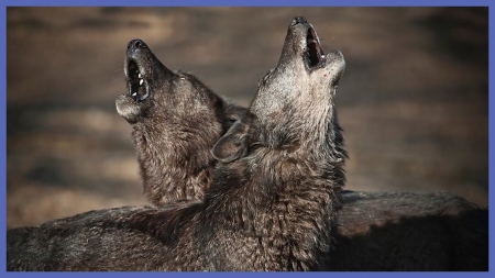 wolves - saying, wolf, howling, wolves, black, white, wisdom, timber, canislupus, wallpaper