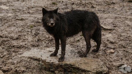 black wolf - saying, wolf, howling, wolves, black, white, wisdom, timber, canislupus, wallpaper