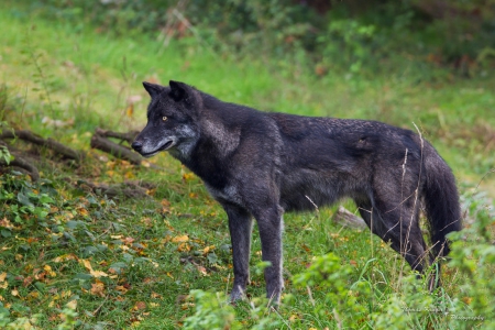 wolf - wallpaper, black, wisdom, timber, white, canislupus, wolf, wolves, saying, howling