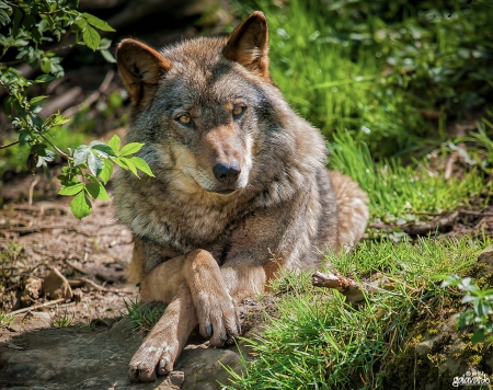 wolf - canislupus, wallpaper, black, wolf, wolves, white, wisdom, timber, howling, saying