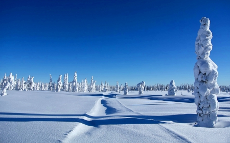 Land of Always Winter - always, winter, fir trees, frost, coldness, blue, skyphoenixx1, sky, land, trees, ice, nature, snow