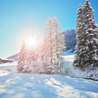 Winter Morning