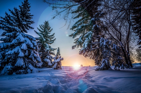 Winter Sunrise - trees, winter, fir trees, snow, sunshine, sunrise, morning, forest, ice, coldness, nature, SkyPhoenixX1, frost, sun, woods