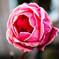 Frozen pink rose