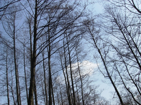 Forest - nice, sky, forest, poland, tree, europe