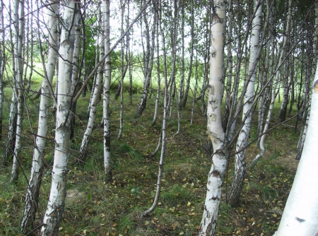 birch-tree - birch, nice, tree, forest