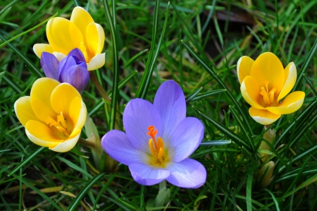 Purple and yellow - flowers, beautiful, purple, yellow