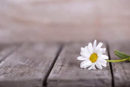 â™¥ - daisy, pure, flower, soft