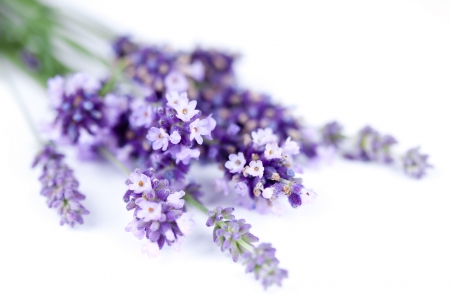 â™¥ - flowers, lavender, purple, soft