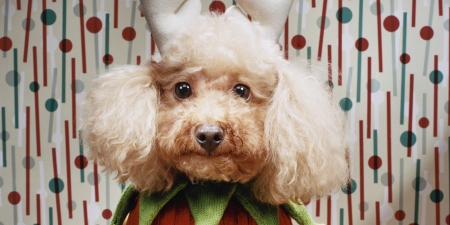 Christmas ♥ Desguise - christmas, disguise, red, green, dog  pet, adorable