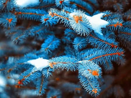 Pine - snow, photography, pine, winter, tree