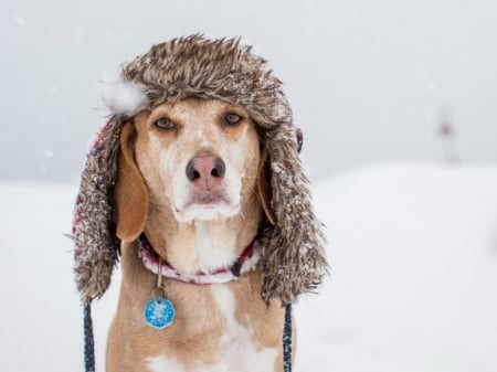 Cute Dog - hat, snow, photography, dog, winter, cute