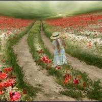 Among the poppy fields