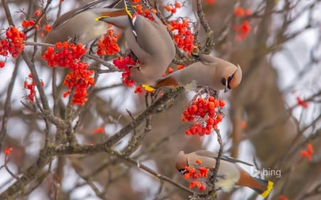 Winter delice for birds - berry, red, branch, winter, fruit, bird