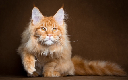 Beauty - animal, ginger, maine coon, beauty, orange, cat