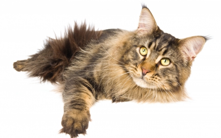 Maine Coon - animal, white, cat, maine coon