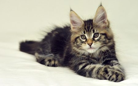 Kitten - white, animal, kitten, maine coon, cat