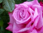 PINK  ROSE