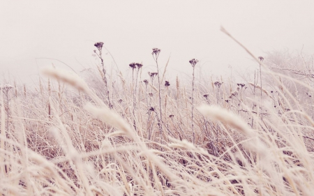 Frozen grass - frosty, autumn, winter, wallpaper, meadow, field, frosted, hd, nature, frost, frozen, grass