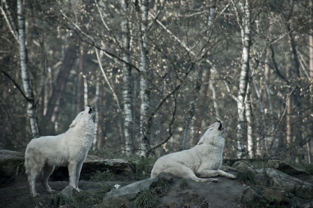 wolves - saying, wolf, howling, wolves, black, white, wisdom, timber, canislupus, wallpaper