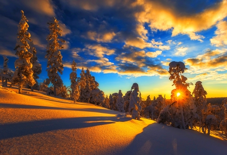 Winter Sunset - sky, sunshine, trees, popular, coldness, sun, fir trees, sunset, clouds, sunsets, ice, skyphoenixx1, forests, winter, wallpaper, nature, woods, forest, snow, frost