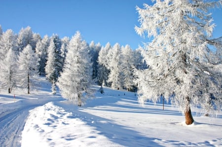 Winter - ice, sunshine, skyphoenixx1, coldness, way, fir trees, winter, road, nature, forest, woods, frost, snow