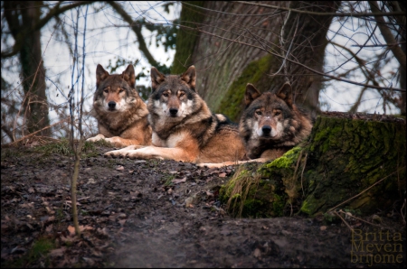 wolves