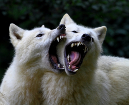 wolves - canislupus, wallpaper, black, wolf, wolves, white, wisdom, timber, howling, saying