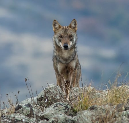 wolf - wallpaper, black, wisdom, timber, white, canislupus, wolf, wolves, saying, howling