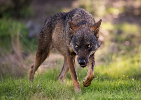 wolf - saying, wolf, howling, wolves, black, white, wisdom, timber, canislupus, wallpaper