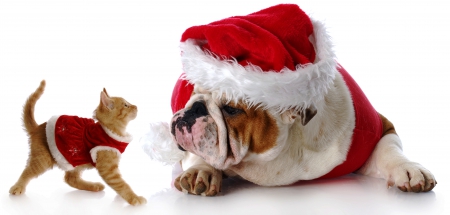 FESTIVE APPROACH - christmas, santa, costume, dog, cat