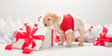 Little Curious â™¥ - white, labrador, puppy, red, presents, golden, christmas