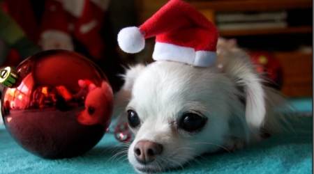 Little Santa - christmas, white, chihuahua, red, ball, adorable