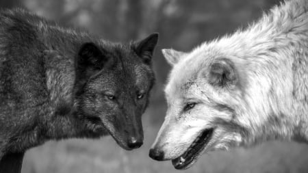 Black and white - saying, wolf, howling, wolves, black, white, wisdom, timber, canislupus, wallpaper