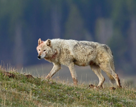 the lone walker - canislupus, wallpaper, black, wolf, wolves, white, wisdom, timber, howling, saying