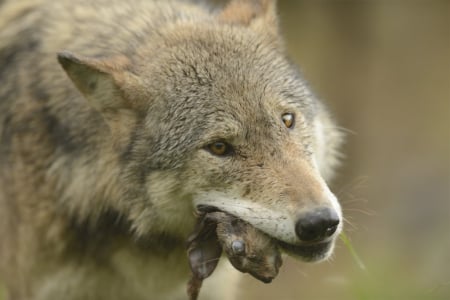 lunch time - canislupus, wallpaper, black, wolf, wolves, white, wisdom, timber, howling, saying